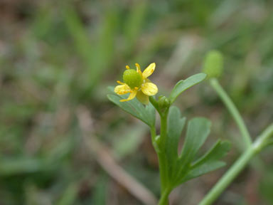 APII jpeg image of Ranunculus sceleratus subsp. sceleratus  © contact APII