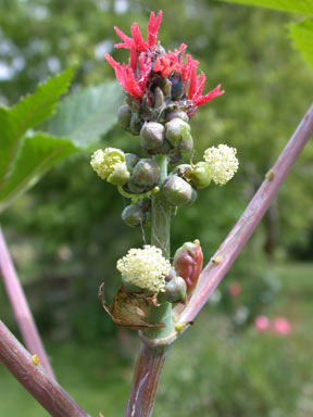 APII jpeg image of Ricinus communis  © contact APII