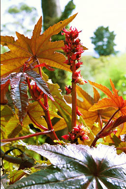 APII jpeg image of Ricinus communis  © contact APII