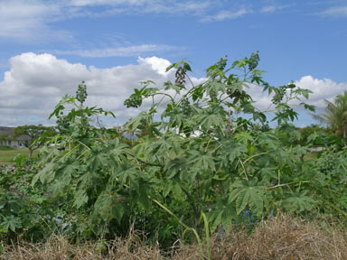 APII jpeg image of Ricinus communis  © contact APII