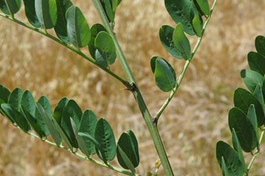 APII jpeg image of Robinia pseudoacacia  © contact APII