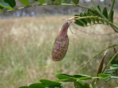 APII jpeg image of Robinia pseudoacacia  © contact APII