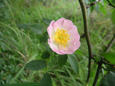 APII jpeg image of Rosa canina  © contact APII