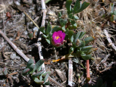 APII jpeg image of Lampranthus tegens  © contact APII