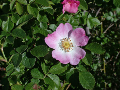 APII jpeg image of Rosa rubiginosa  © contact APII