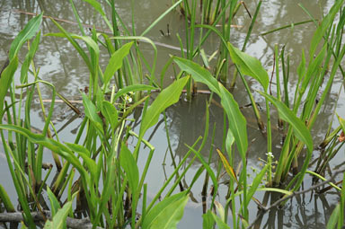 APII jpeg image of Sagittaria platyphylla  © contact APII