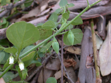 APII jpeg image of Salpichroa origanifolia  © contact APII