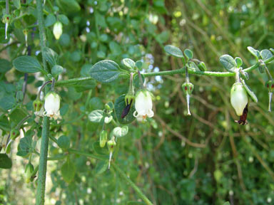 APII jpeg image of Salpichroa origanifolia  © contact APII