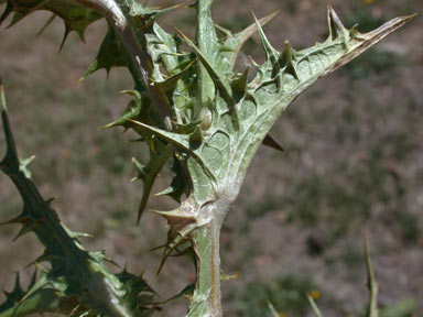 APII jpeg image of Scolymus hispanicus  © contact APII