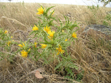 APII jpeg image of Scolymus hispanicus  © contact APII