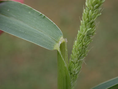 APII jpeg image of Setaria verticillata  © contact APII