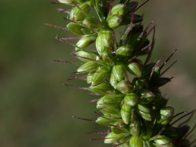 APII jpeg image of Setaria verticillata  © contact APII