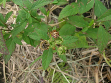 APII jpeg image of Sida rhombifolia  © contact APII