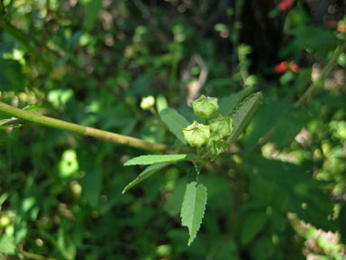 APII jpeg image of Sida rhombifolia  © contact APII