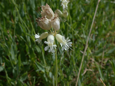 APII jpeg image of Silene vulgaris  © contact APII