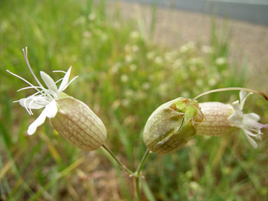 APII jpeg image of Silene vulgaris  © contact APII