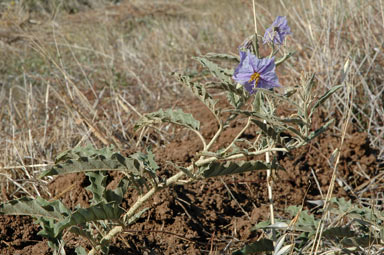 APII jpeg image of Solanum elaeagnifolium  © contact APII