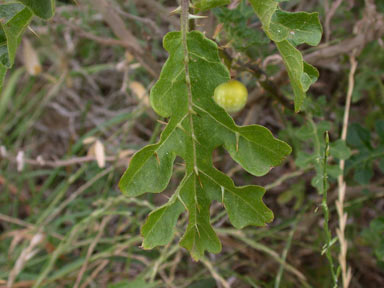 APII jpeg image of Solanum linnaeanum  © contact APII