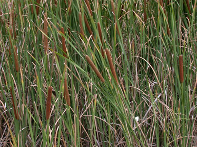 APII jpeg image of Typha domingensis  © contact APII