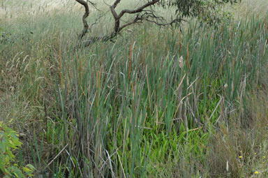 APII jpeg image of Typha orientalis  © contact APII