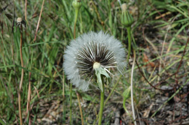 APII jpeg image of Urospermum dalechampii  © contact APII