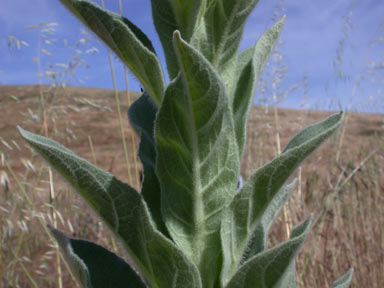 APII jpeg image of Verbascum thapsus  © contact APII