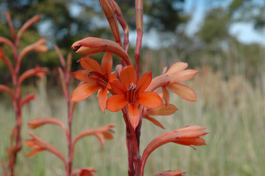 APII jpeg image of Watsonia meriana var. bulbillifera  © contact APII