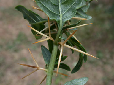 APII jpeg image of Xanthium spinosum  © contact APII