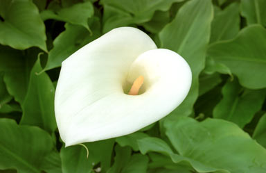 APII jpeg image of Zantedeschia aethiopica  © contact APII