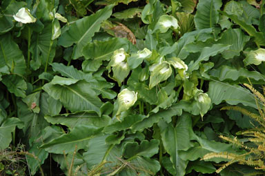 APII jpeg image of Zantedeschia aethiopica 'Green Goddess'  © contact APII