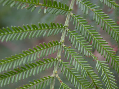 APII jpeg image of Acacia mearnsii  © contact APII