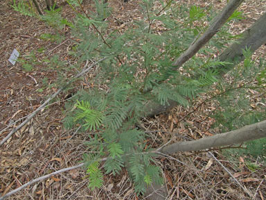 APII jpeg image of Acacia parramattensis  © contact APII