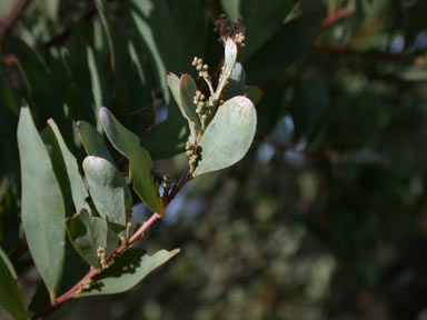 APII jpeg image of Acacia prominens  © contact APII