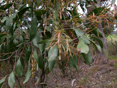 APII jpeg image of Acacia pycnantha  © contact APII