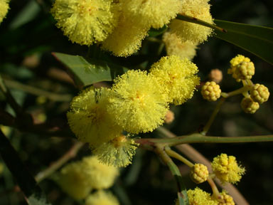 APII jpeg image of Acacia retinodes  © contact APII