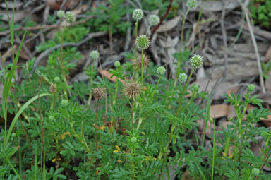 APII jpeg image of Acaena novae-zelandiae  © contact APII