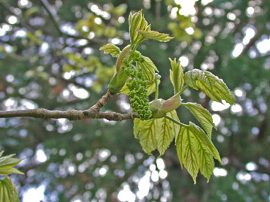 APII jpeg image of Acer pseudoplatanus  © contact APII