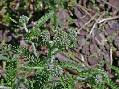 APII jpeg image of Achillea millefolium  © contact APII