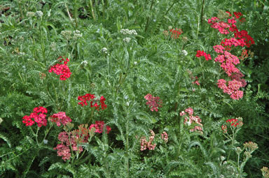 APII jpeg image of Achillea millefolium  © contact APII