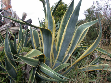 APII jpeg image of Agave americana  © contact APII