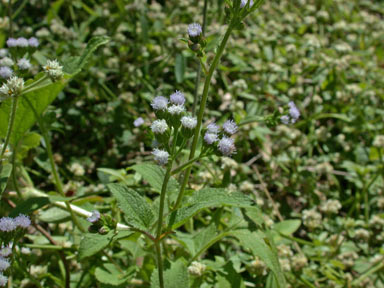 APII jpeg image of Ageratum conyzoides  © contact APII