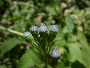 APII jpeg image of Ageratum conyzoides  © contact APII