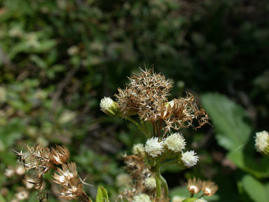 APII jpeg image of Ageratum conyzoides  © contact APII