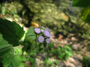 APII jpeg image of Ageratum houstonianum  © contact APII