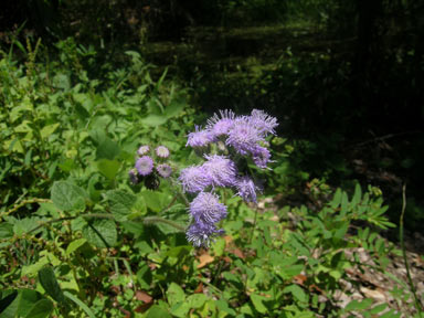 APII jpeg image of Ageratum houstonianum  © contact APII