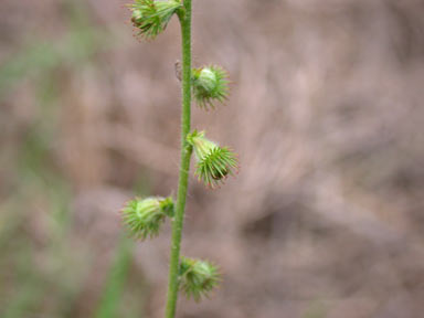 APII jpeg image of Agrimonia eupatoria  © contact APII