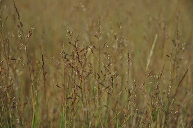 APII jpeg image of Agrostis capillaris  © contact APII