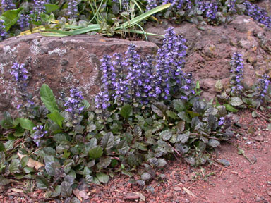 APII jpeg image of Ajuga reptans  © contact APII