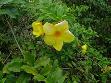 APII jpeg image of Allamanda cathartica  © contact APII