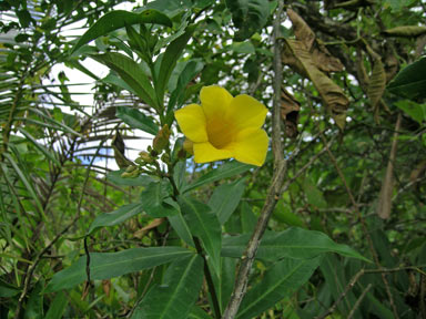 APII jpeg image of Allamanda neriifolia  © contact APII